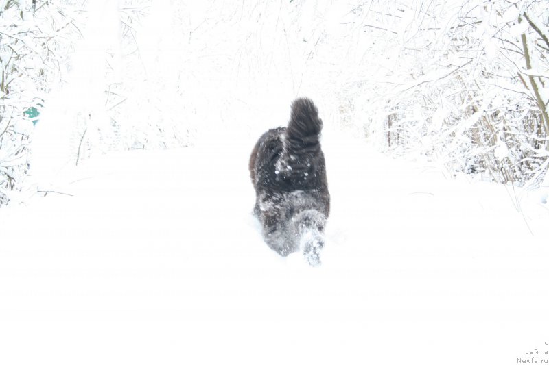 Фото: ньюфаундленд Chernaya Mafia Shengen Visa (Черная Мафия Шенген Виза)