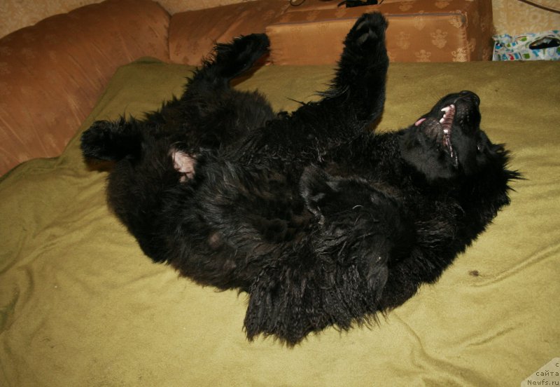 Фото: ньюфаундленд Chernaya Mafia Shengen Visa (Черная Мафия Шенген Виза)