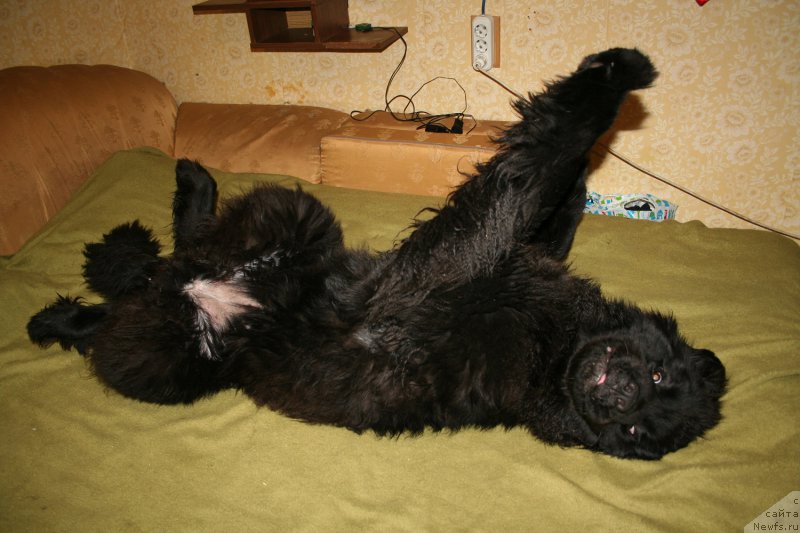 Фото: ньюфаундленд Chernaya Mafia Shengen Visa (Черная Мафия Шенген Виза)