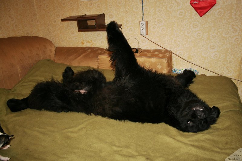 Фото: ньюфаундленд Chernaya Mafia Shengen Visa (Черная Мафия Шенген Виза)