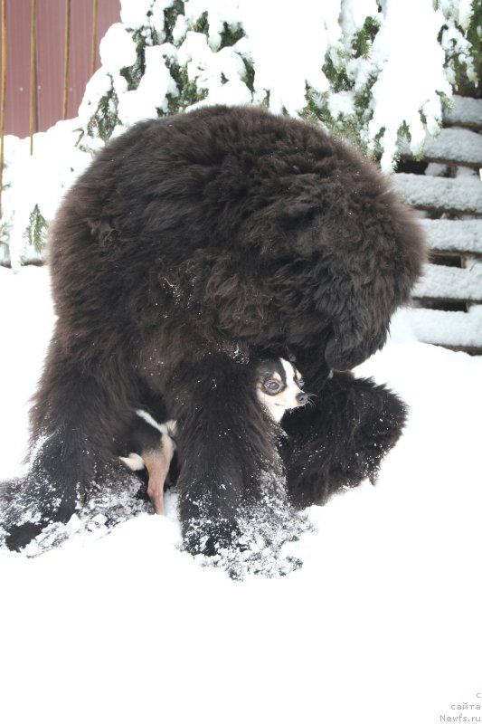 Фото: ньюфаундленд Chernaya Mafia Shengen Visa (Черная Мафия Шенген Виза)