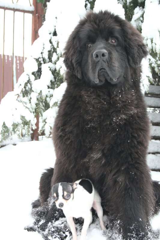 Фото: ньюфаундленд Chernaya Mafia Shengen Visa (Черная Мафия Шенген Виза)