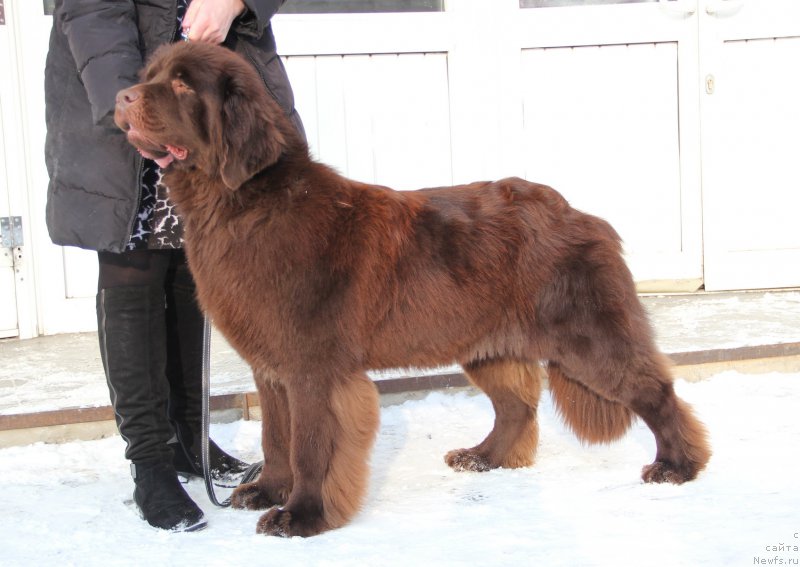 Фото: ньюфаундленд N'yufort YUnika (Ньюфорт Юника)