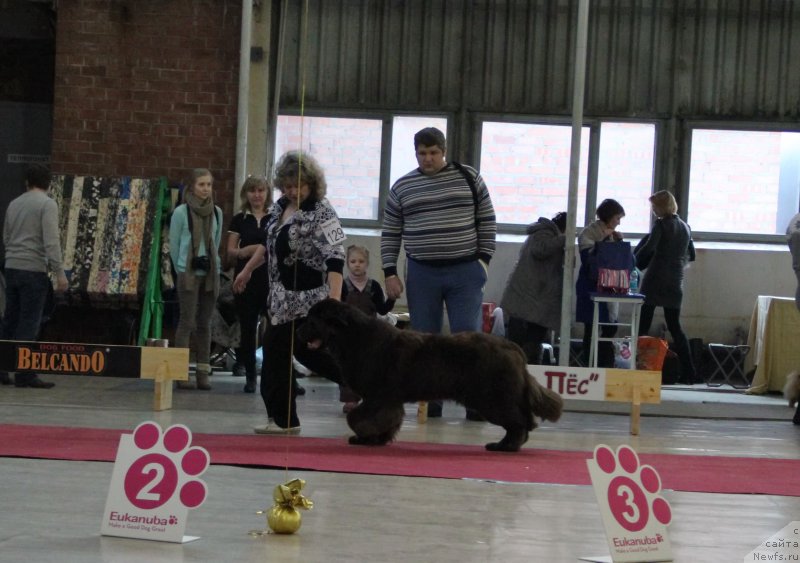 Фото: ньюфаундленд N'yufort YUnika (Ньюфорт Юника), Irina Panyushkina (Ирина Панюшкина)