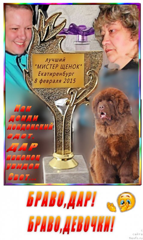 Фото: ньюфаундленд Brownblood MSK Hakim Gold Haydar (Браунблад МСК Хаким Голд Хайдар), Lena Zyirina (Лена Зырина), Irina Panyushkina (Ирина Панюшкина)