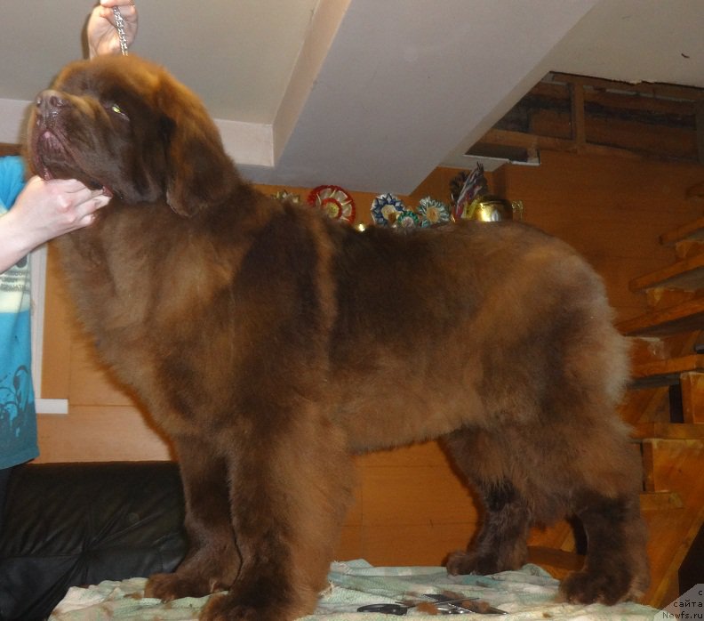 Фото: ньюфаундленд Brownblood MSK Hakim Gold Haydar (Браунблад МСК Хаким Голд Хайдар)