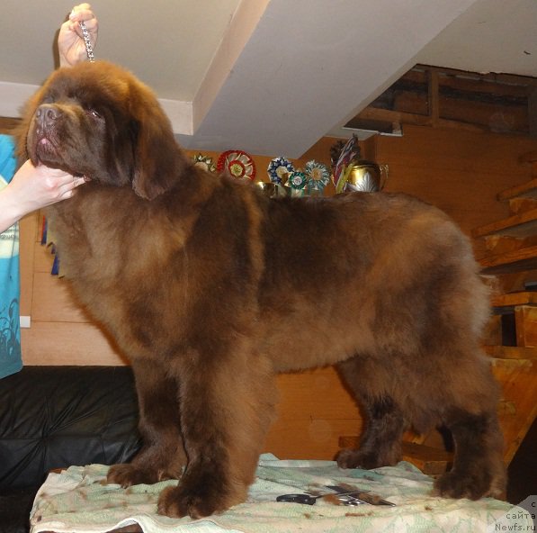 Фото: ньюфаундленд Brownblood MSK Hakim Gold Haydar (Браунблад МСК Хаким Голд Хайдар)