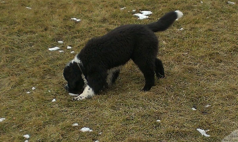 Фото: ньюфаундленд Bard s Berega Dona (Бард с Берега Дона)