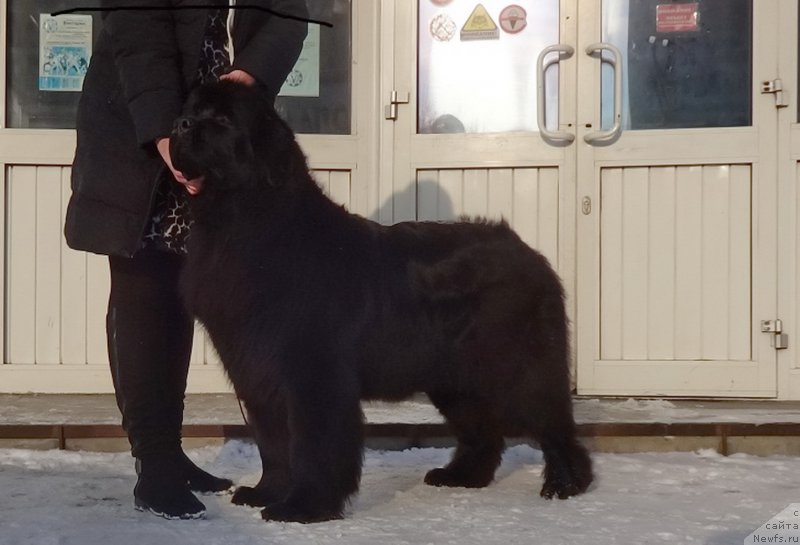 Фото: ньюфаундленд N'yufort CHernika Ledi (Ньюфорт Черника Леди)