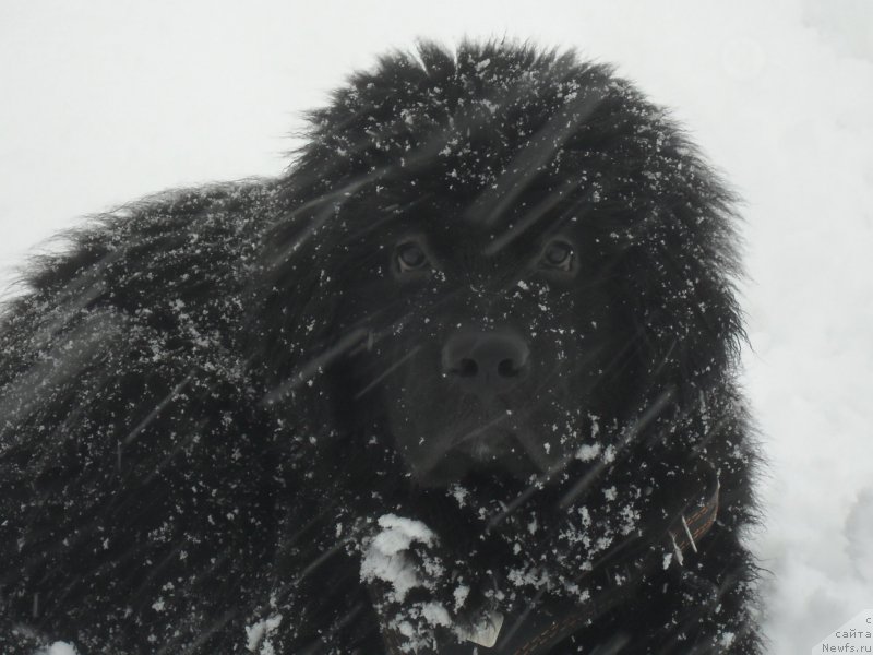 Фото: ньюфаундленд Lionel' (Лионель)