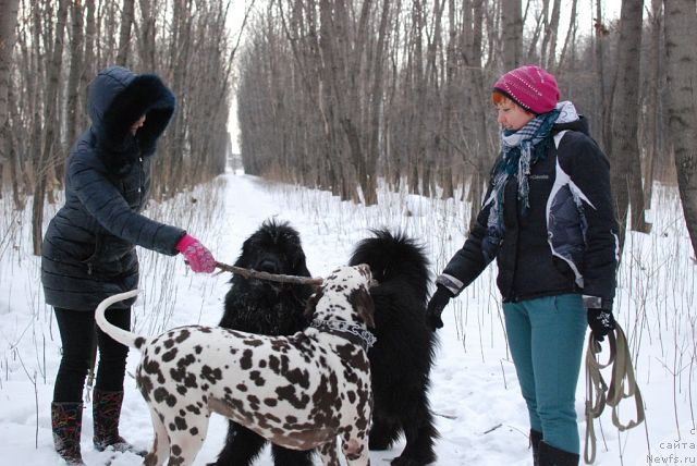 Фото: Черный Шарм Георгин