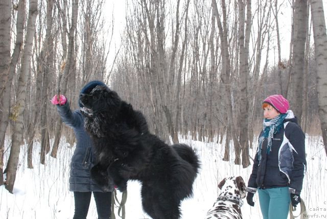 Фото: Черный Шарм Георгин