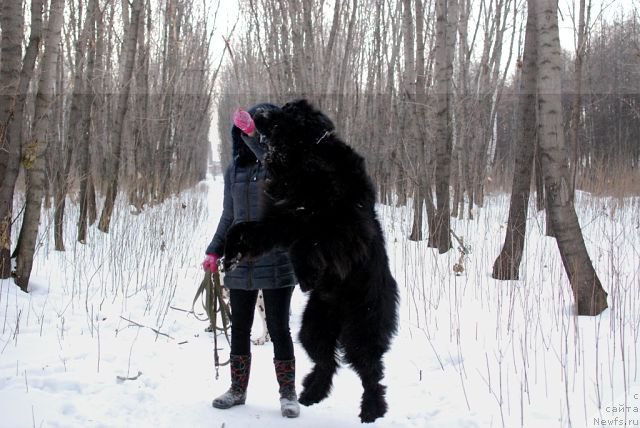 Фото: Черный Шарм Георгин