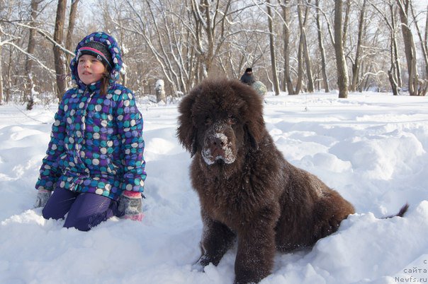 Фото: ньюфаундленд CHernyiy SHarm Denzel Vashington (Черный Шарм Дензел Вашингтон)