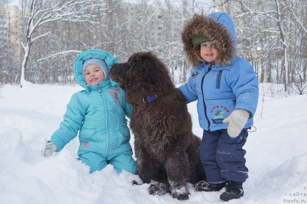 Фото: ньюфаундленд CHernyiy SHarm Denzel Vashington (Черный Шарм Дензел Вашингтон)