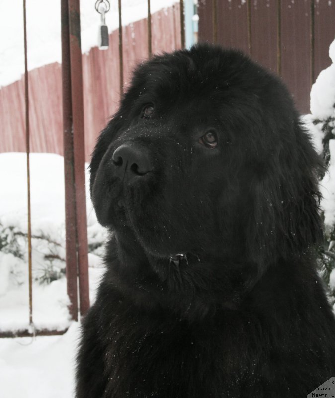 Фото: ньюфаундленд Chernaya Mafia Magic Touch (Черная Мафия Магик Тоуч)