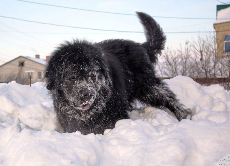 Фото: ньюфаундленд Kaiden Playful (Кайден Плейфул)