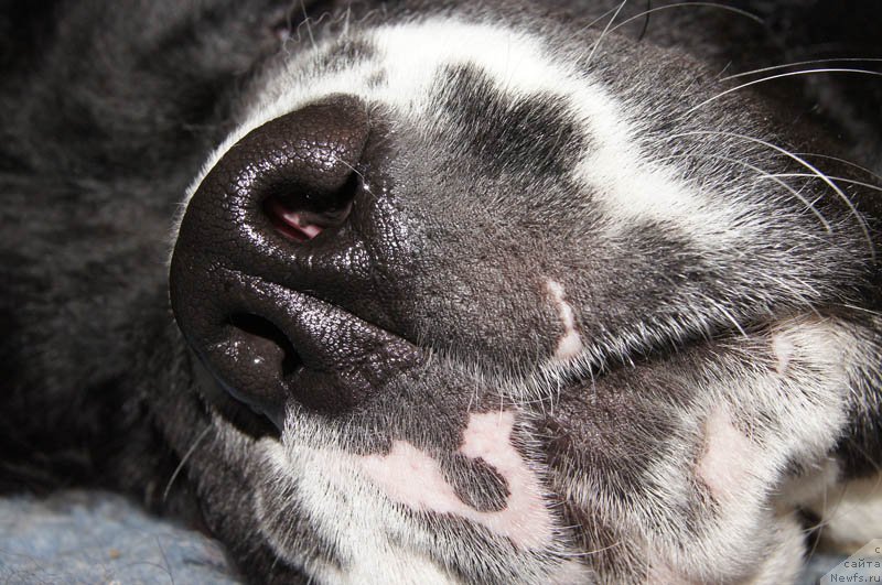 Фото: ньюфаундленд Super Bizon Mursielaga (Супер Бизон Мурсиелага)