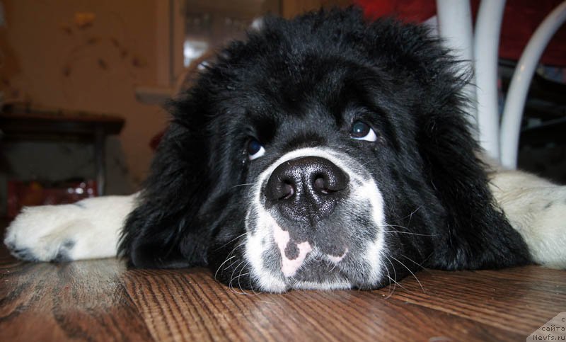 Фото: ньюфаундленд Super Bizon Mursielaga (Супер Бизон Мурсиелага)