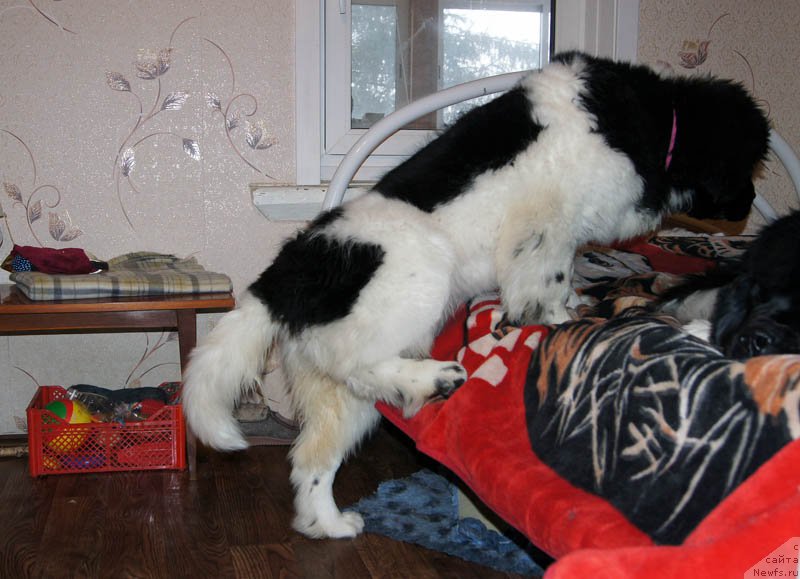 Фото: ньюфаундленд Super Bizon Miroslava (Супер Бизон Мирослава)