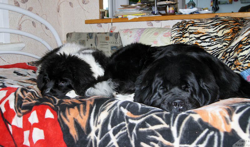 Фото: ньюфаундленд Super Bizon Indiya (Супер Бизон Индия), ньюфаундленд Super Bizon Miroslava (Супер Бизон Мирослава)