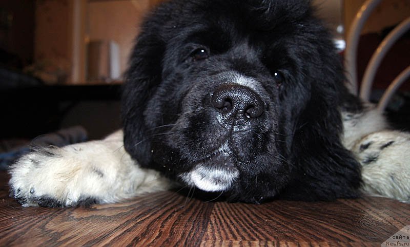 Фото: ньюфаундленд Super Bizon Miroslava (Супер Бизон Мирослава)