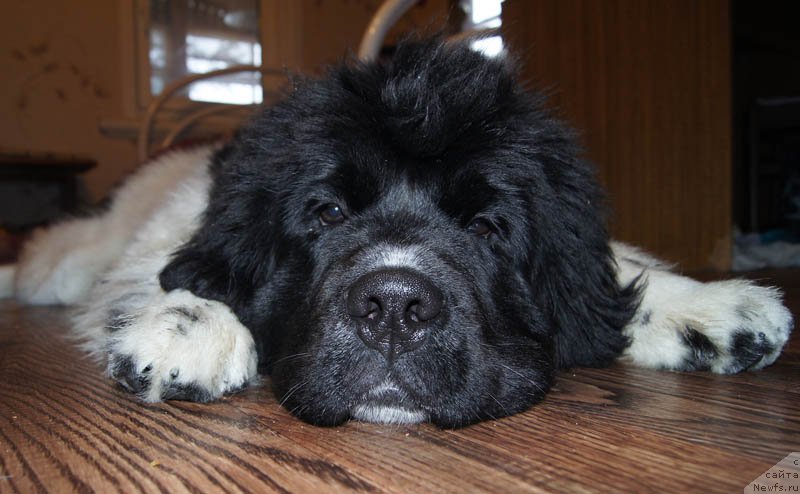 Фото: ньюфаундленд Super Bizon Miroslava (Супер Бизон Мирослава)