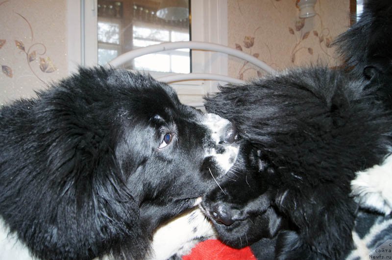 Фотография № 174528