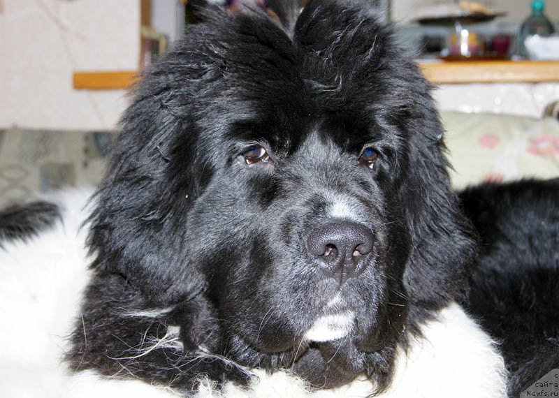 Фото: ньюфаундленд Super Bizon Miroslava (Супер Бизон Мирослава)