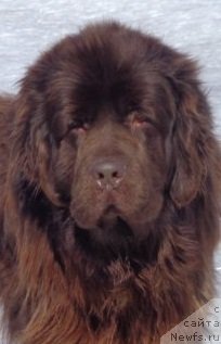 Фото: ньюфаундленд N'yufort YU'Severino (Ньюфорт Ю'Северино)