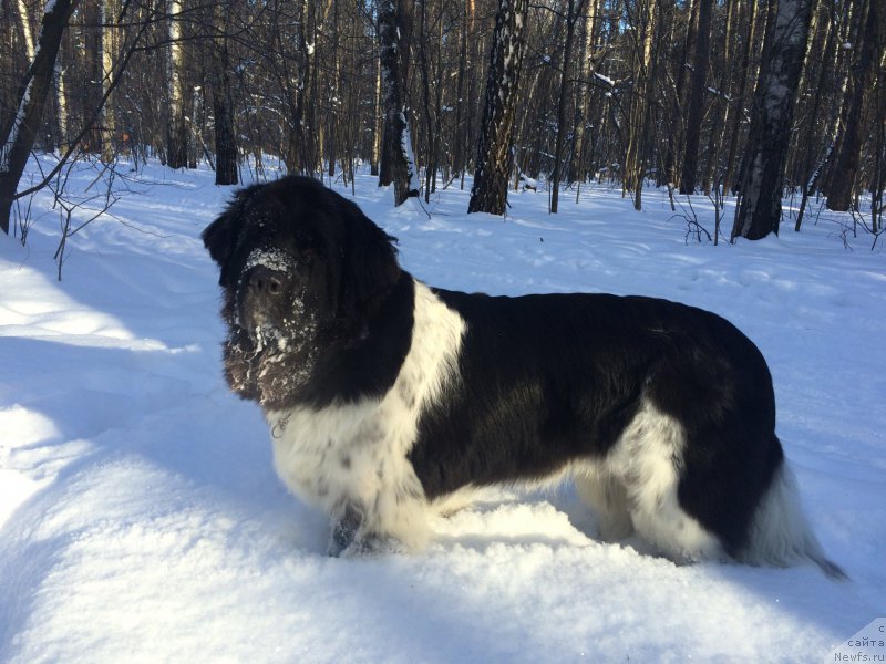 Фото: ньюфаундленд Plushevaya Panda Ultra Modnaja Schtutschka (Плюшевая Панда Ультра Модная Штучка)