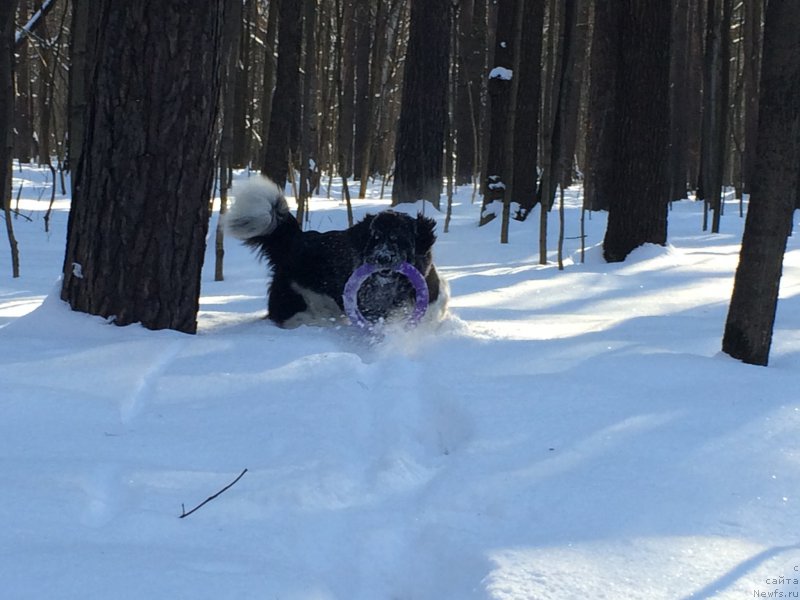 Фото: ньюфаундленд Plushevaya Panda Ultra Modnaja Schtutschka (Плюшевая Панда Ультра Модная Штучка)
