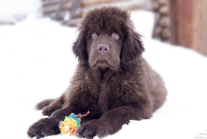 Фото: ньюфаундленд Naomi Tagoliri for Brouwnblood (Наоми Таголири фор Браунблад)