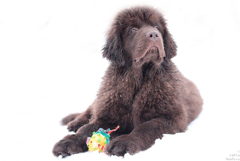 Фото: ньюфаундленд Naomi Tagoliri for Brouwnblood (Наоми Таголири фор Браунблад)