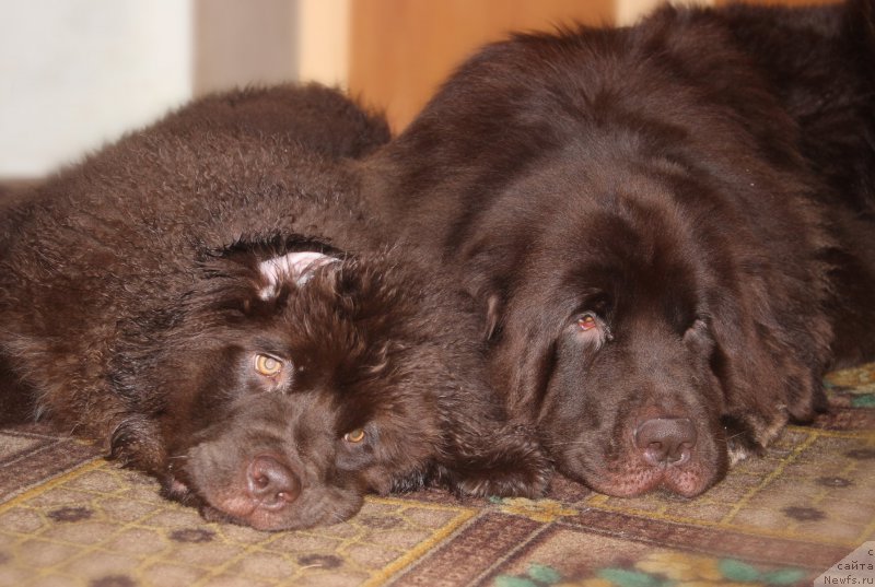 Фото: ньюфаундленд Sverkayuzhaya Gora Mashame (Сверкающая Гора Машаме), ньюфаундленд Naomi Tagoliri for Brouwnblood (Наоми Таголири фор Браунблад)