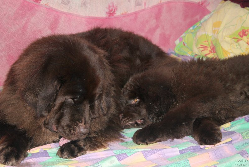 Фото: ньюфаундленд Sverkayuzhaya Gora Mashame (Сверкающая Гора Машаме), ньюфаундленд Naomi Tagoliri for Brouwnblood (Наоми Таголири фор Браунблад)