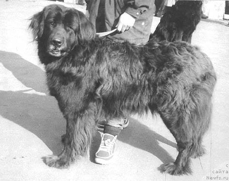 Фото: ньюфаундленд YUdif' Nik Vi (Юдифь Ник Ви)