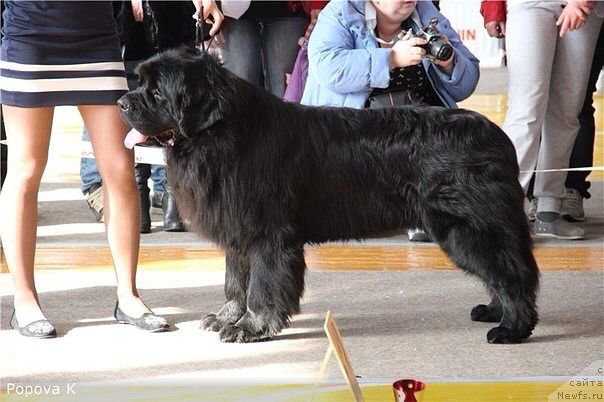 Фото: ньюфаундленд Akvian Song Insayd Mi Vord (Аквиан Сонг Инсайд Ми Ворд)