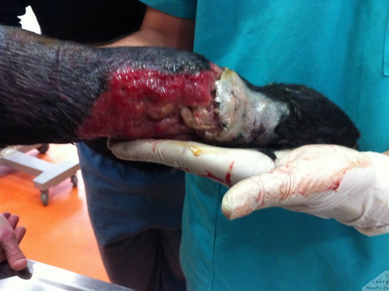 Фото: ньюфаундленд Brownblood MSK Harita Havva (Браунблад МСК Харита Хавва)