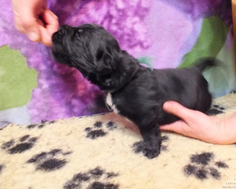 Фото: ньюфаундленд Lankaster (Ланкастер)