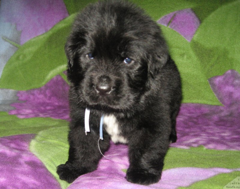 Фото: ньюфаундленд Lankaster (Ланкастер)