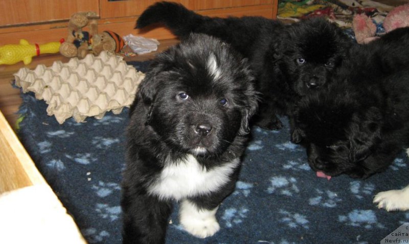 Фото: ньюфаундленд Lara Kroft (Лара Крофт)