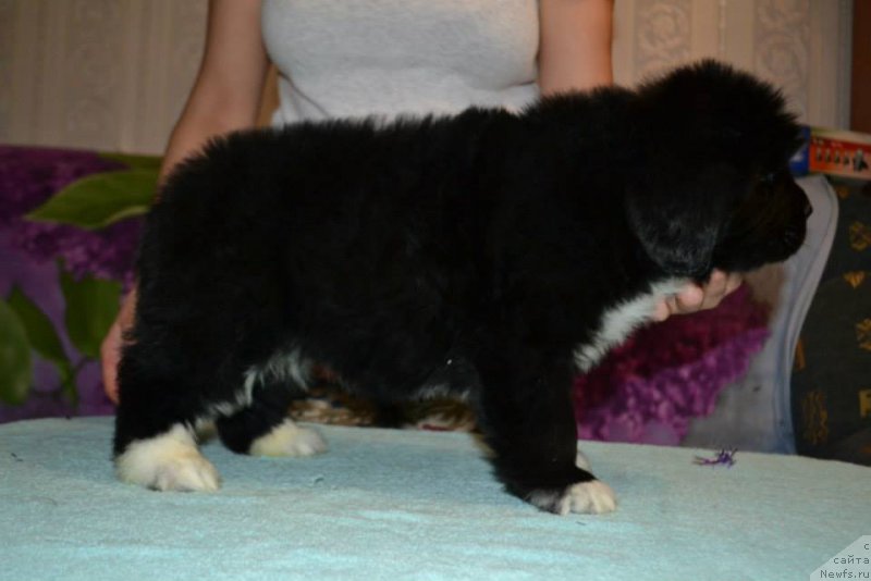 Фото: ньюфаундленд Lara Kroft (Лара Крофт)