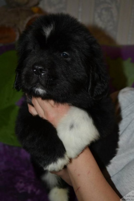 Фото: ньюфаундленд Lara Kroft (Лара Крофт)