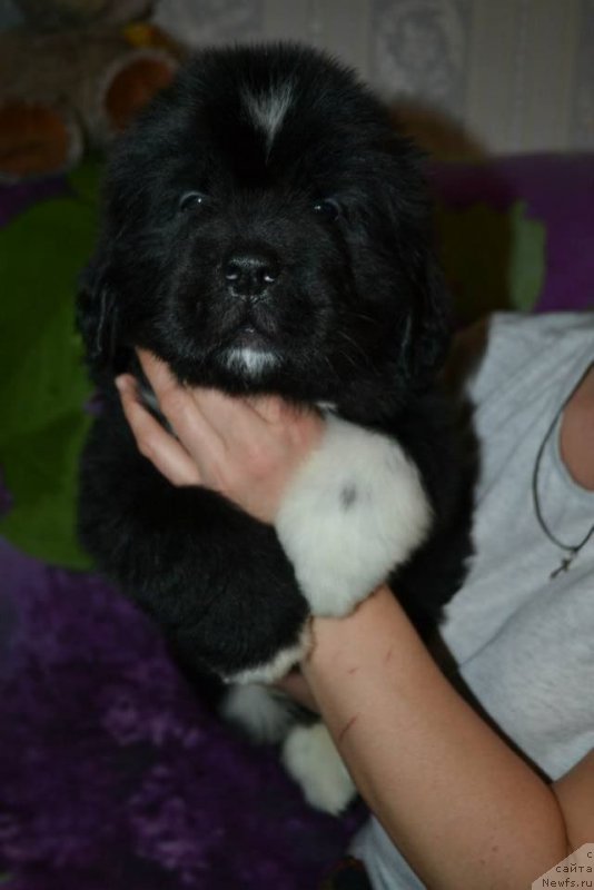 Фото: ньюфаундленд Lara Kroft (Лара Крофт)