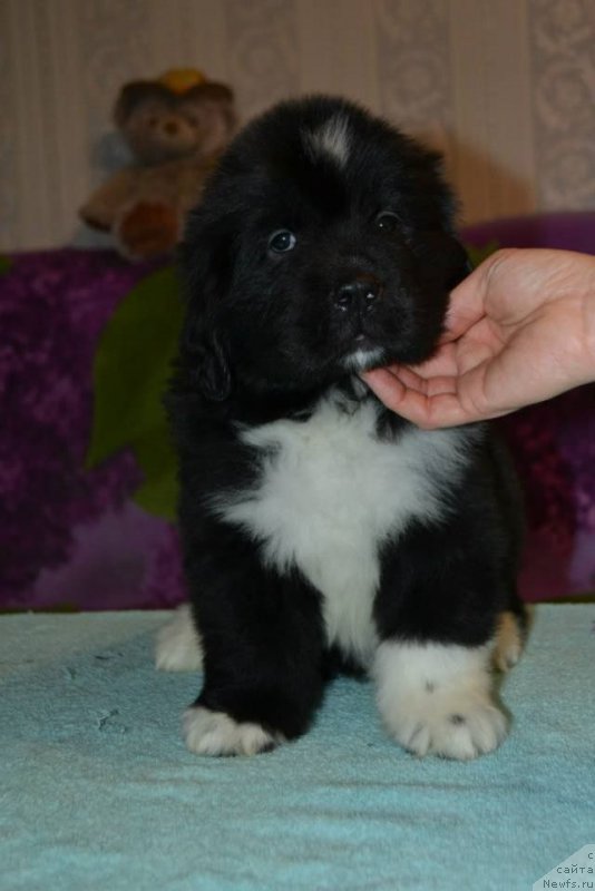 Фото: ньюфаундленд Lara Kroft (Лара Крофт)