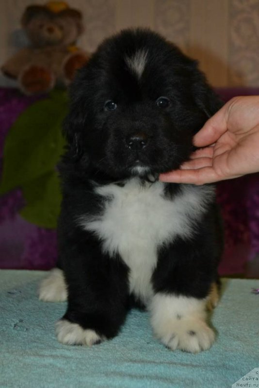 Фото: ньюфаундленд Lara Kroft (Лара Крофт)