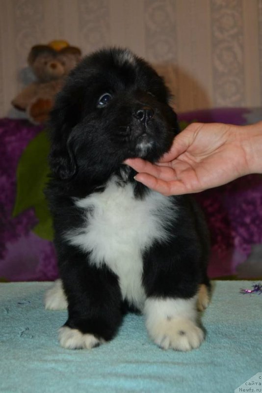 Фото: ньюфаундленд Lara Kroft (Лара Крофт)