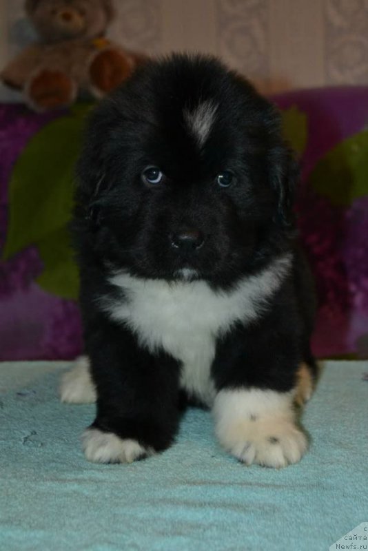 Фото: ньюфаундленд Lara Kroft (Лара Крофт)