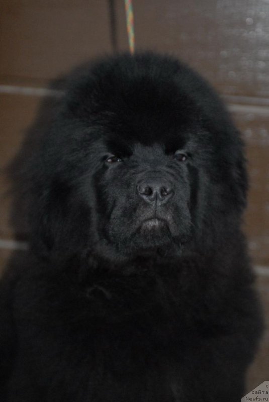 Фотография № 174675